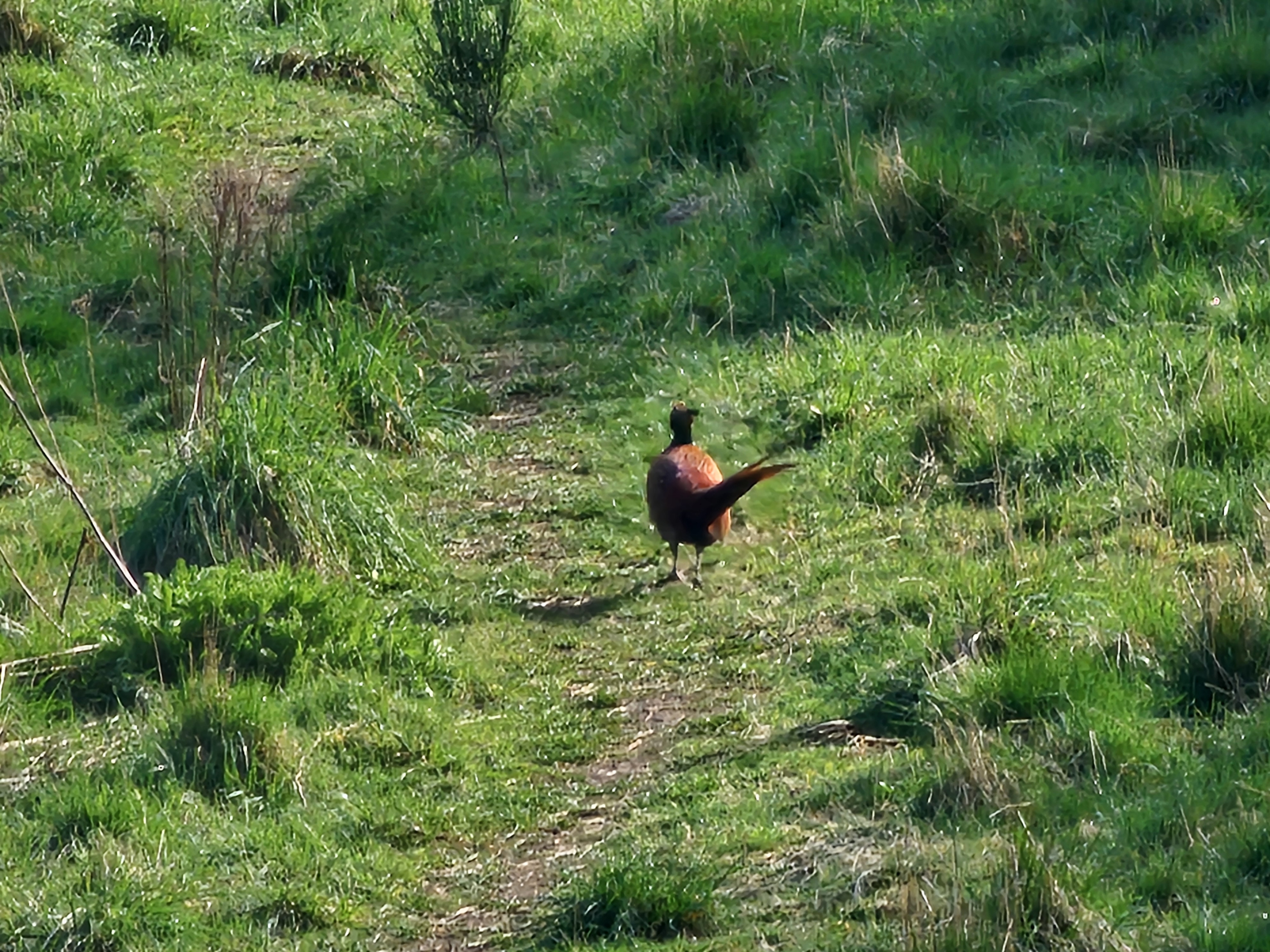 UK nature